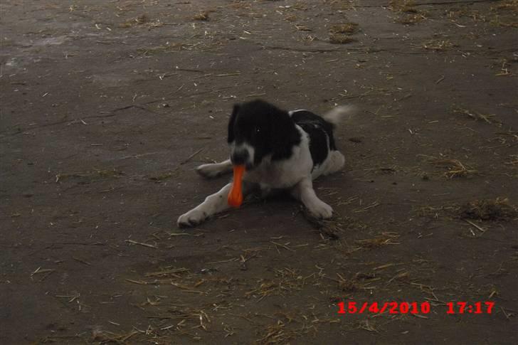 Blanding af racer Basse<3 billede 15