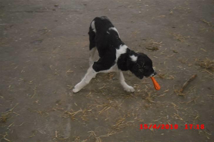 Blanding af racer Basse<3 billede 16