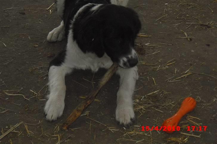 Blanding af racer Basse<3 billede 17