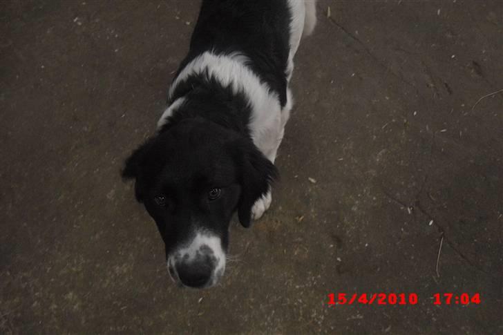 Blanding af racer Basse<3 billede 18