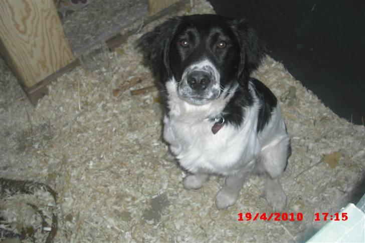 Blanding af racer Basse<3 billede 19