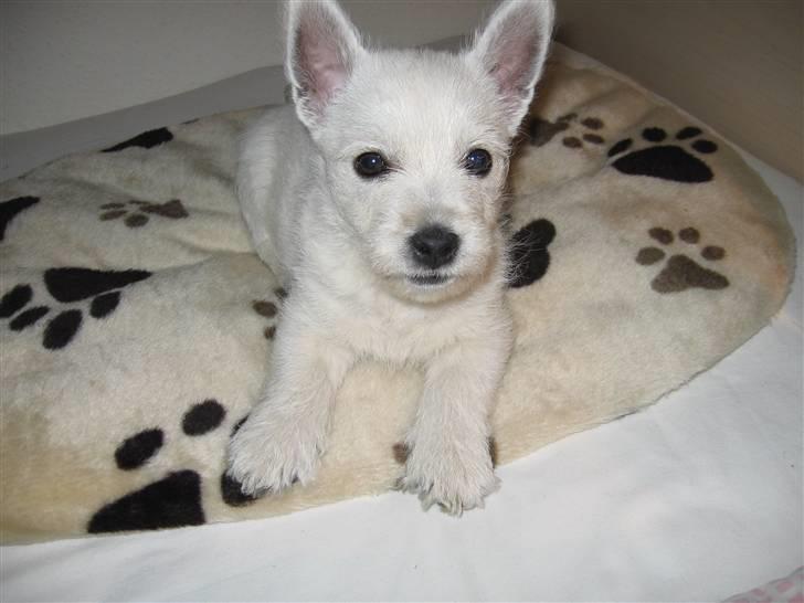West highland white terrier Matchmaker (Felix) - Et af mine yndlingsbilleder. Elsker hans udtryk i hovedet :) Det er også min baggrund på computeren hehe billede 9