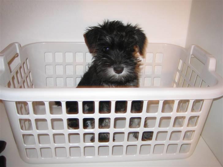 Dvaergschnauzer Mutley billede 1