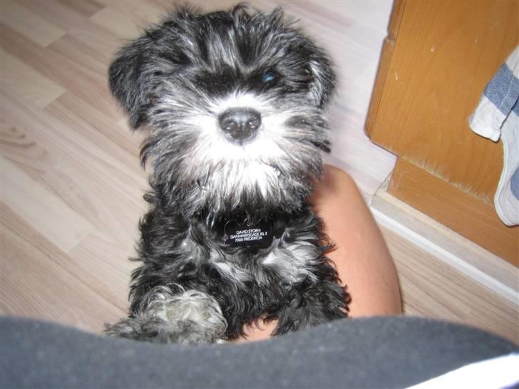 Dvaergschnauzer Mutley billede 2