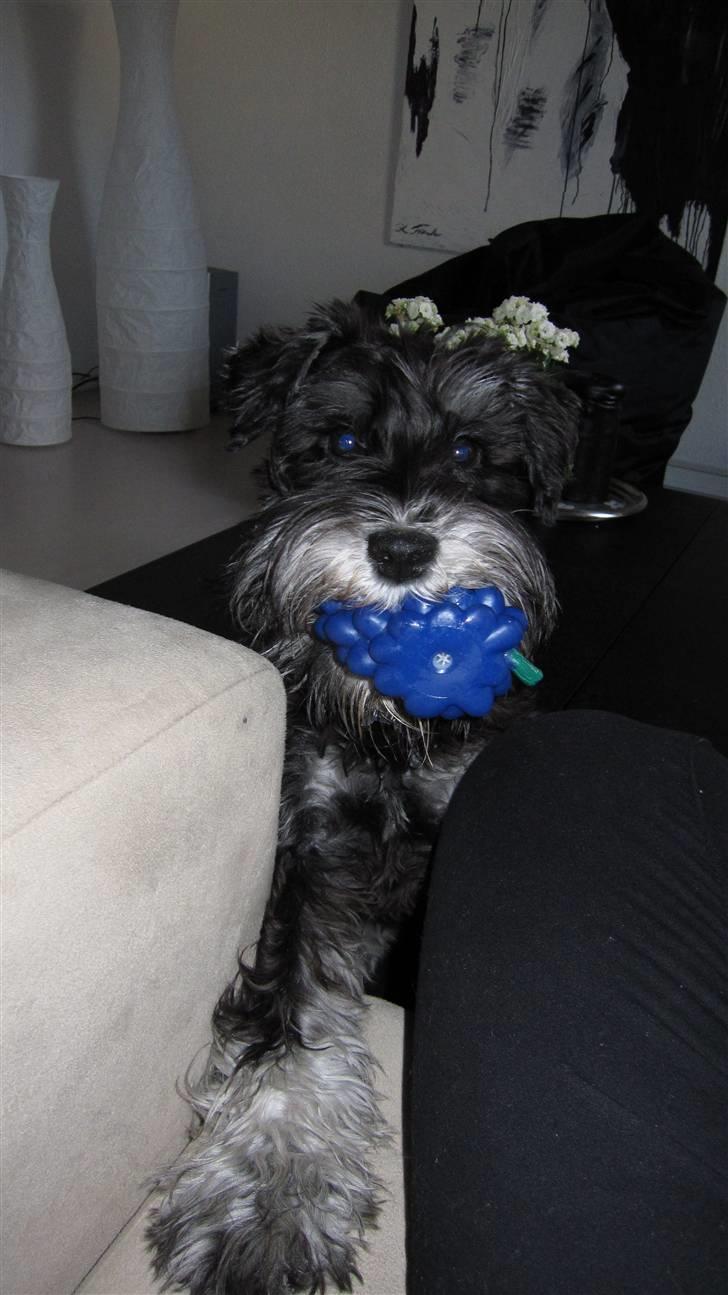 Dvaergschnauzer Mutley billede 3