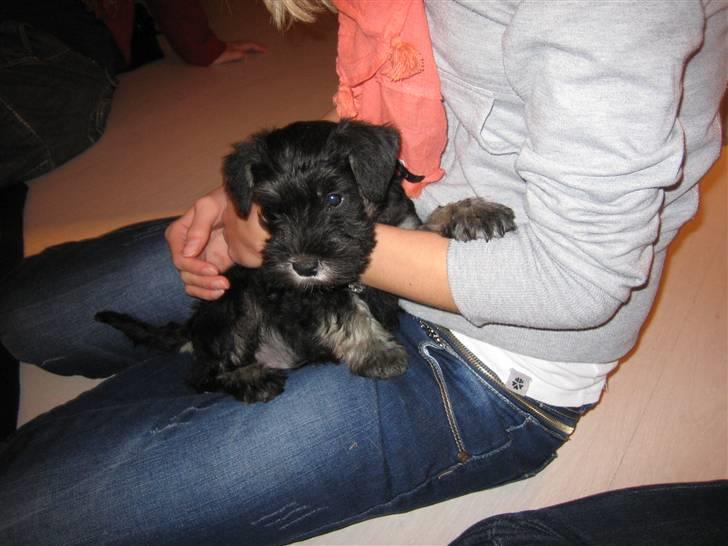 Dvaergschnauzer Mutley billede 4