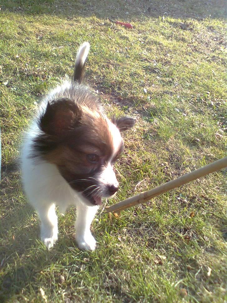 Papillon <3 FELIX <3 - Første dag Felix kom hjem billede 9