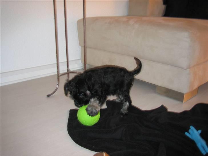 Dvaergschnauzer Mutley billede 5