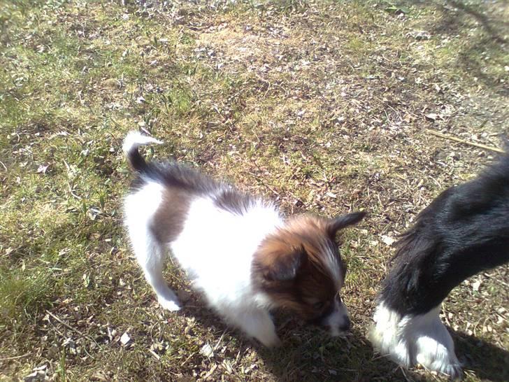 Papillon <3 FELIX <3 - Hmmm hvad str mon den pote er ;O) billede 10
