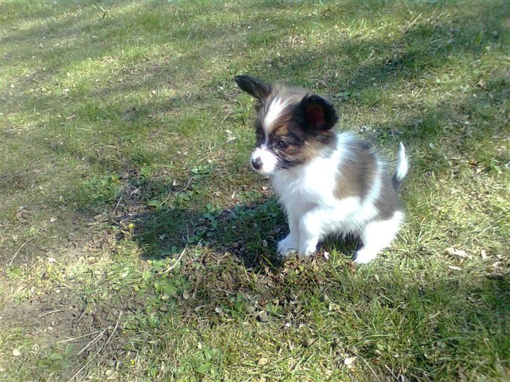 Papillon <3 FELIX <3 billede 11