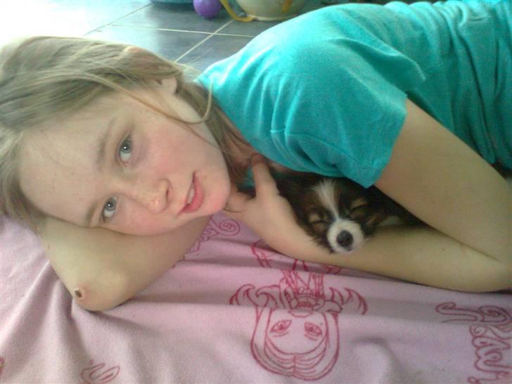 Papillon <3 FELIX <3 - Mums en hyggelig arm billede 12