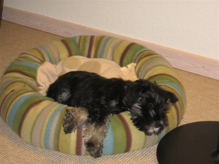 Dvaergschnauzer Mutley billede 6