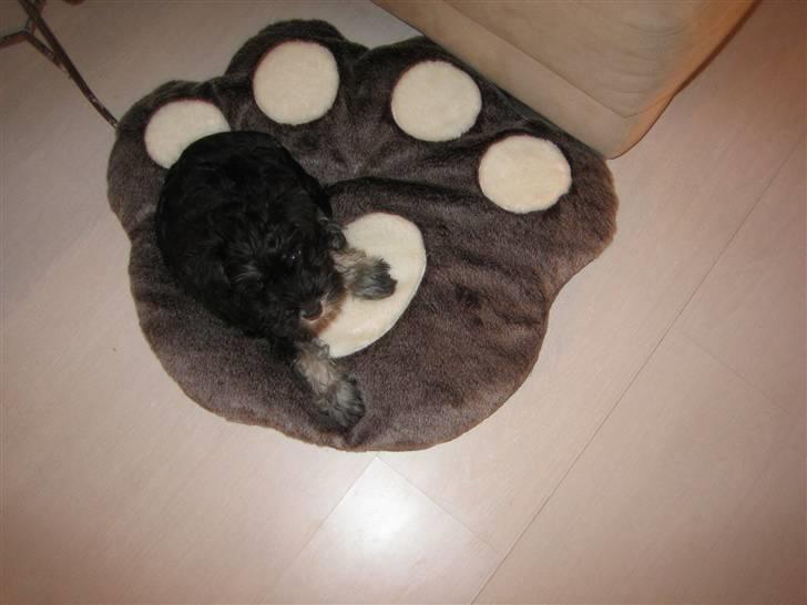 Dvaergschnauzer Mutley billede 7