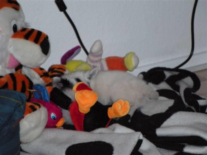 Chihuahua Nico - Gemmer mig mellem bamserne ! billede 1