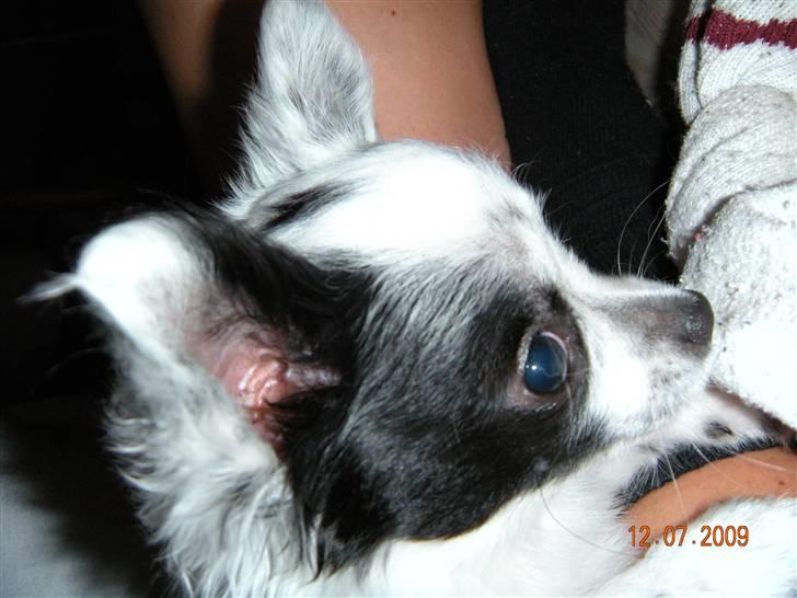 Chihuahua Nico billede 2