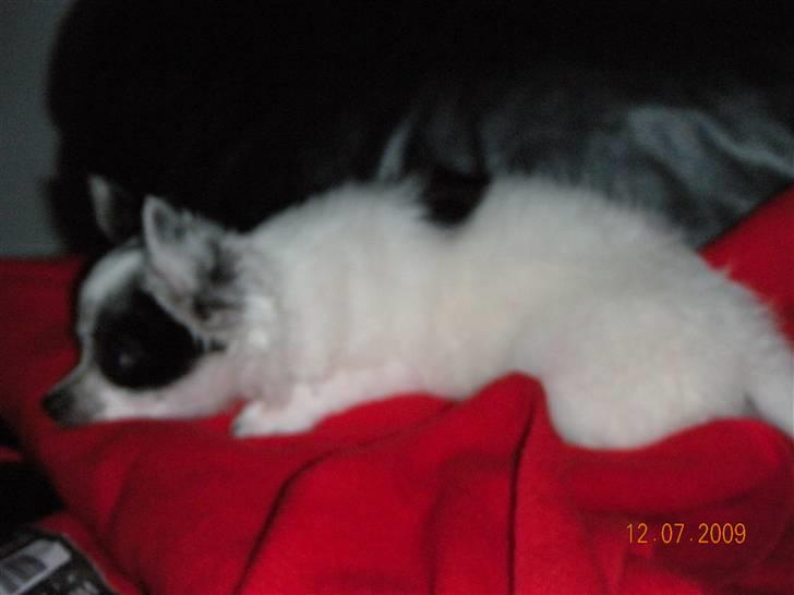 Chihuahua Nico - Ikke ret gammel, næsten lige fået ham billede 3