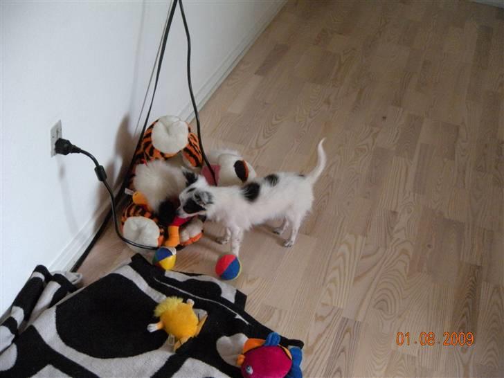 Chihuahua Nico billede 4