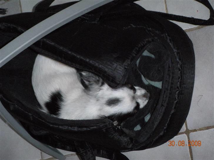 Chihuahua Nico - Putter i sin taske billede 5