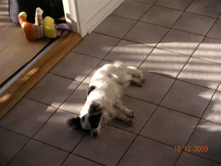 Chihuahua Nico - Tager sig lige en lille slapper billede 6