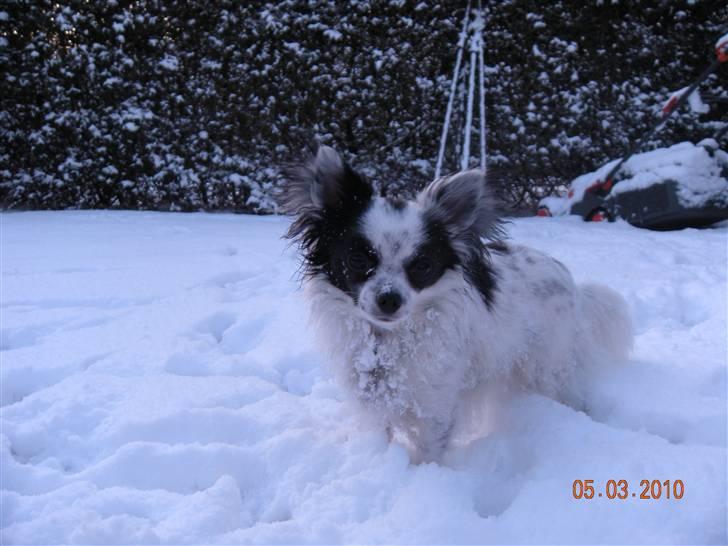 Chihuahua Nico billede 7