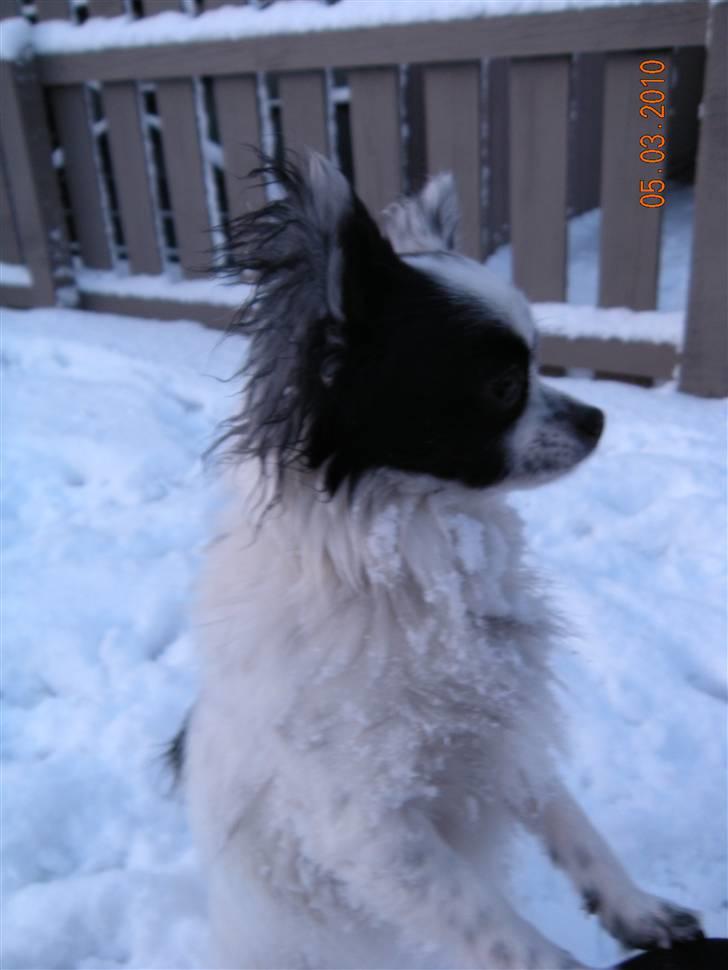 Chihuahua Nico - Damn, jeg er lækker :D billede 8