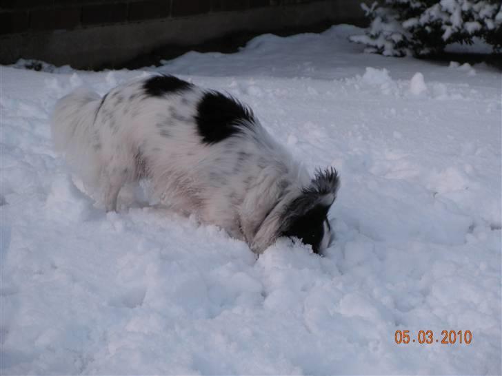 Chihuahua Nico billede 9