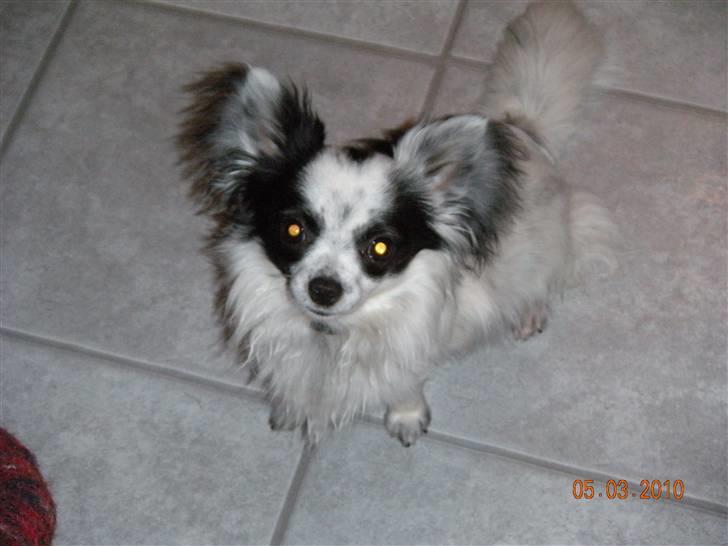 Chihuahua Nico billede 10