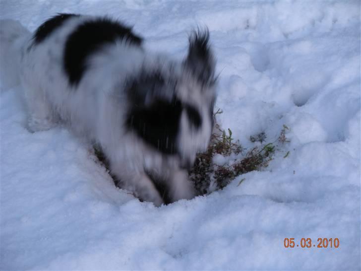 Chihuahua Nico - Det bare fedt og grave huller! billede 11