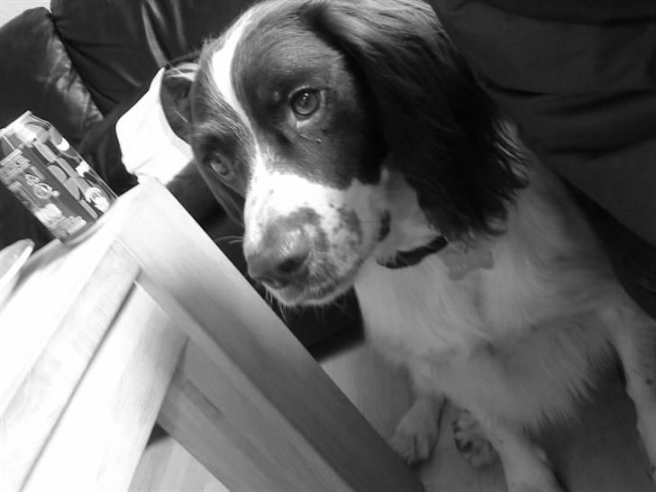 Engelsk springer spaniel gunner billede 1