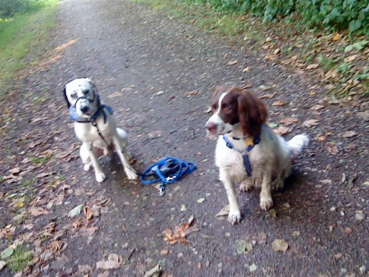 Engelsk springer spaniel gunner billede 2