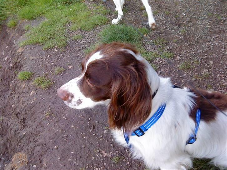 Engelsk springer spaniel gunner billede 3
