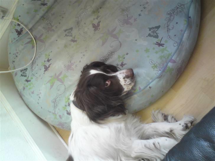 Engelsk springer spaniel gunner billede 4