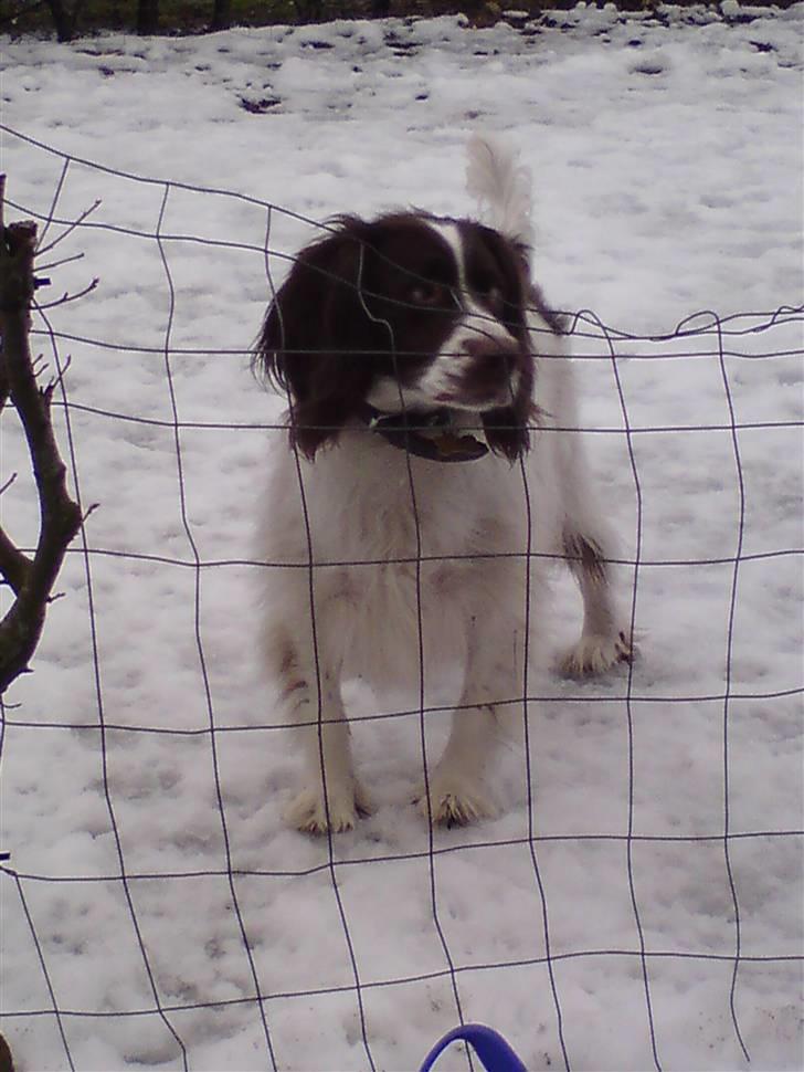 Engelsk springer spaniel gunner billede 5