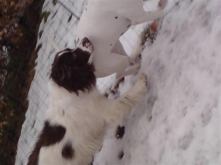 Engelsk springer spaniel gunner billede 6