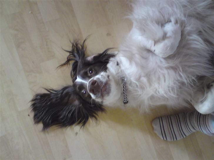 Engelsk springer spaniel gunner billede 7