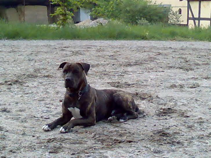 Amerikansk bulldog Jako billede 1