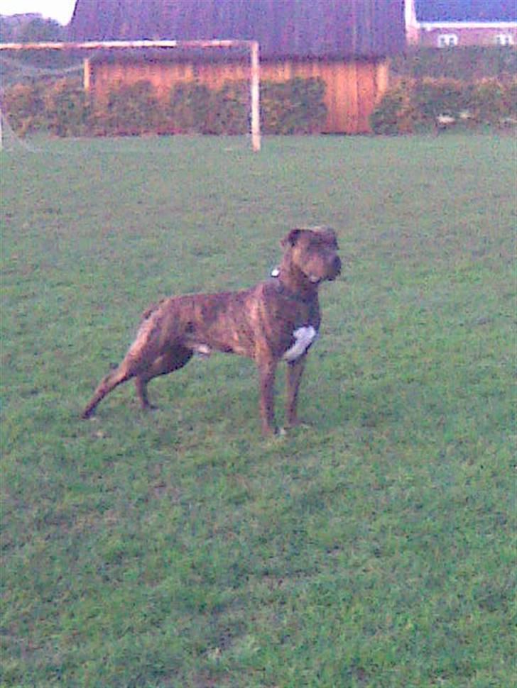 Amerikansk bulldog Jako billede 2