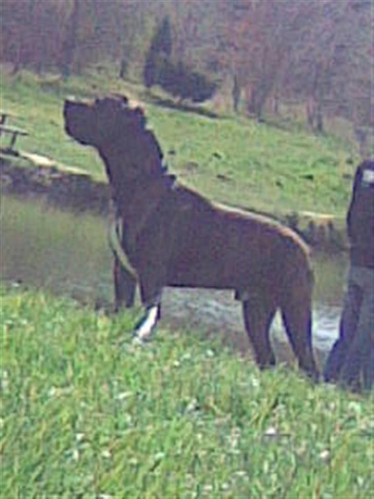 Amerikansk bulldog Jako billede 3