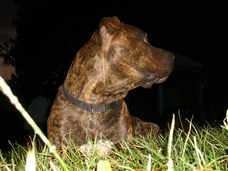 Amerikansk bulldog Jako billede 4