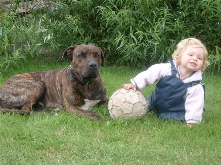 Amerikansk bulldog Jako billede 5