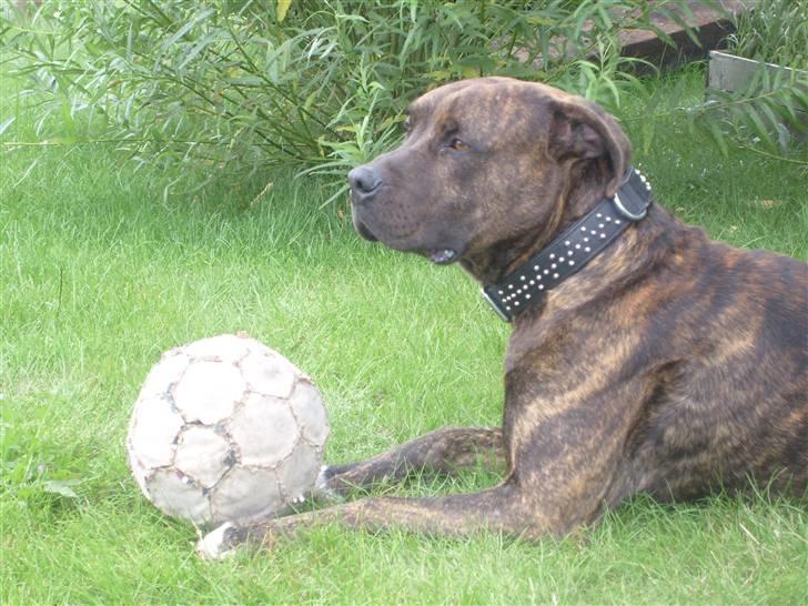 Amerikansk bulldog Jako billede 6