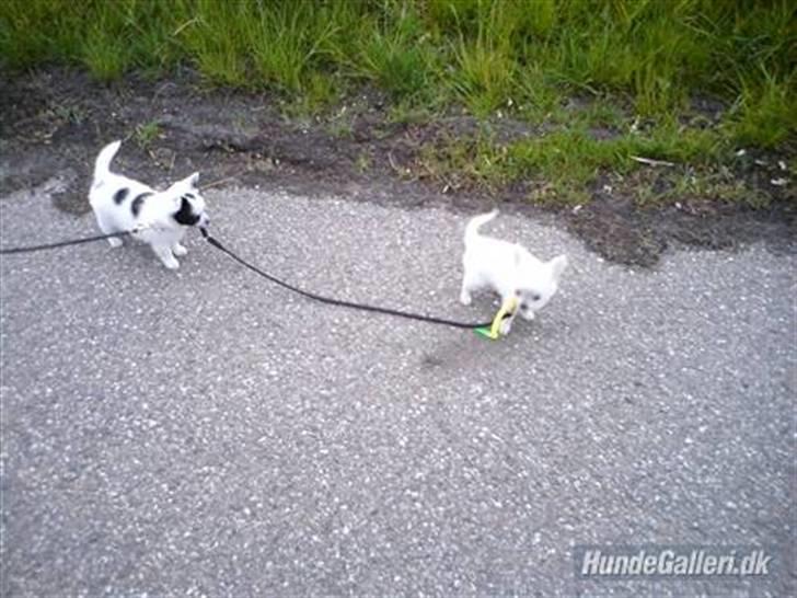 Chihuahua Nico - Vi villle gå tur med hundene, men Nico gik med den anden :D ahaha billede 12