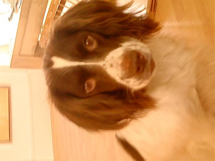 Engelsk springer spaniel gunner billede 8