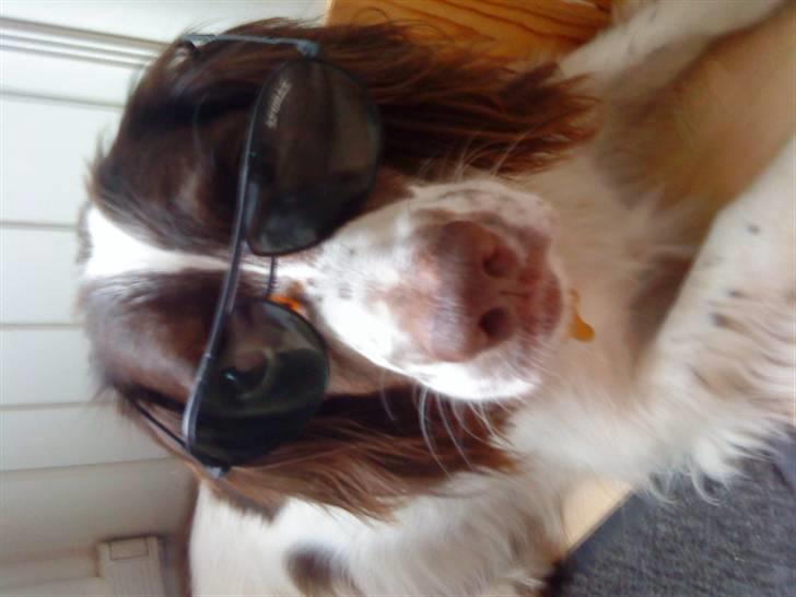 Engelsk springer spaniel gunner billede 9