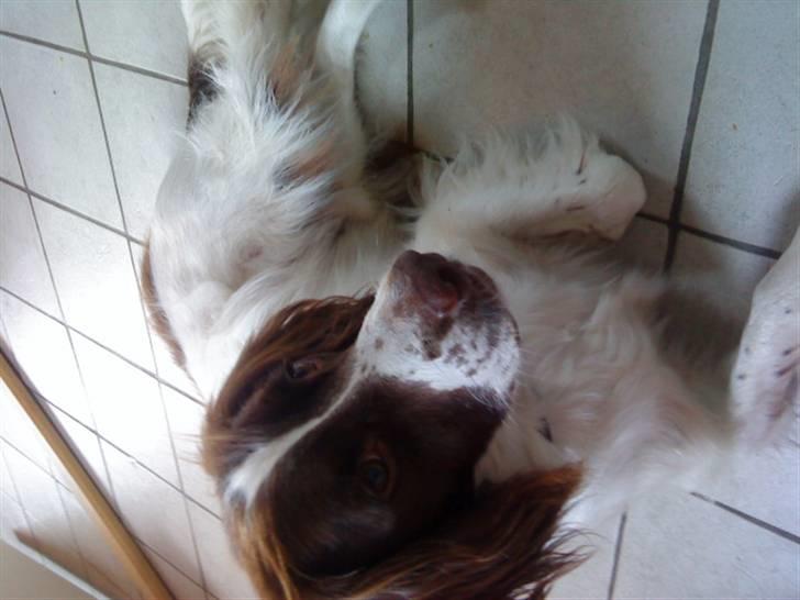 Engelsk springer spaniel gunner billede 10