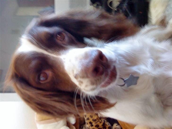 Engelsk springer spaniel gunner billede 11