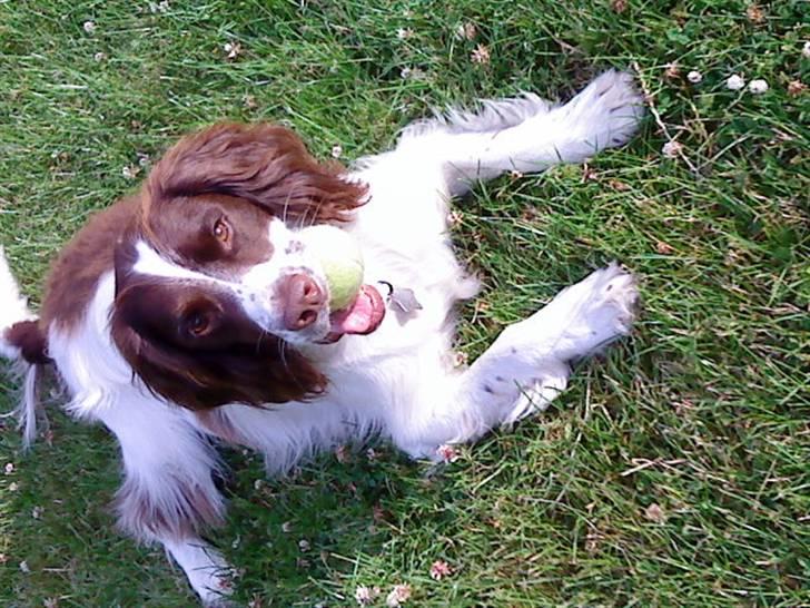Engelsk springer spaniel gunner billede 12
