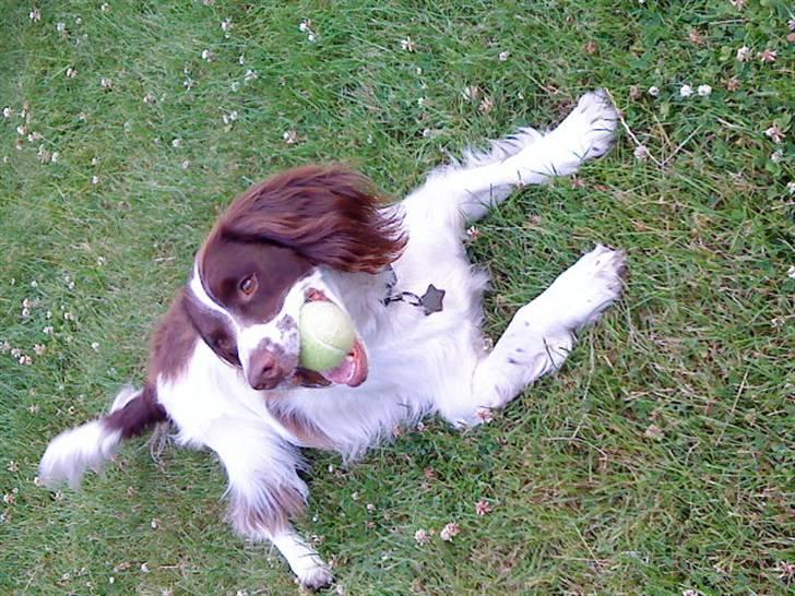 Engelsk springer spaniel gunner billede 13