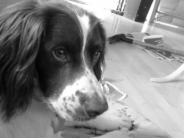 Engelsk springer spaniel gunner billede 14