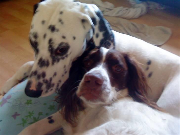 Engelsk springer spaniel gunner billede 15